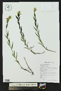 Castilleja septentrionalis image
