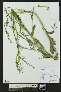 Mostacillastrum subauriculatum image