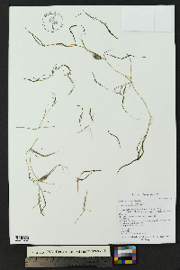 Zannichellia palustris image