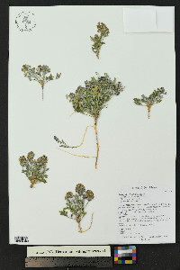 Astragalus lotiflorus image