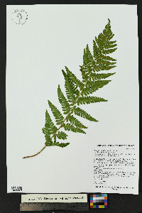 Dryopteris filix-mas image
