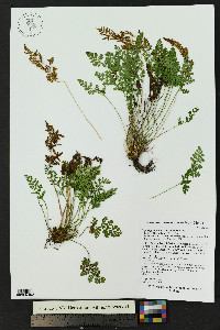 Cryptogramma acrostichoides image