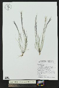 Aristida adscensionis image