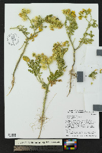 Solanum rostratum image