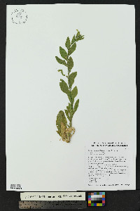Nicotiana obtusifolia image