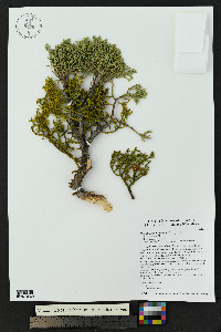Phoradendron bolleanum image
