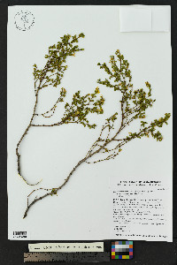 Larrea tridentata image