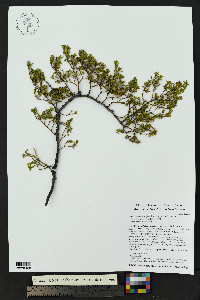 Larrea tridentata image