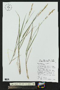 Hopia obtusa image