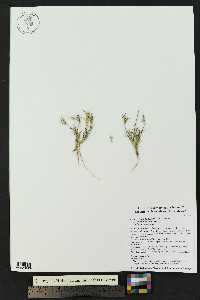 Munroa pulchella image