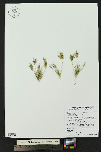 Munroa pulchella image