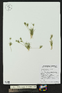 Munroa pulchella image