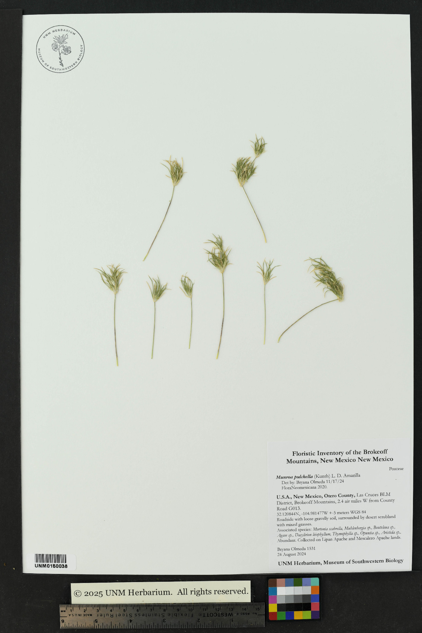 Munroa pulchella image
