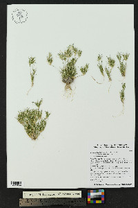 Munroa pulchella image