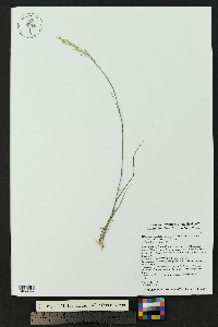 Disakisperma dubium image