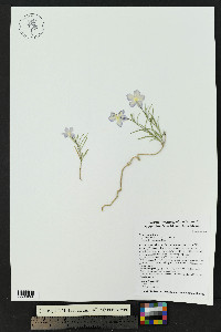Phlox nana image