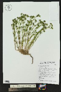 Stenaria nigricans var. nigricans image