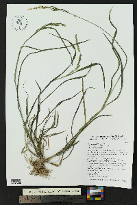 Echinochloa colona image