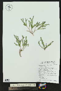 Hebecarpa macradenia image