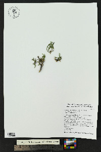 Hebecarpa macradenia image