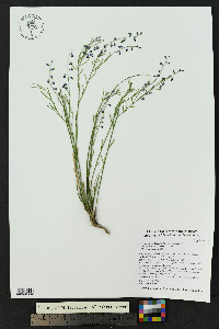 Hebecarpa barbeyana image