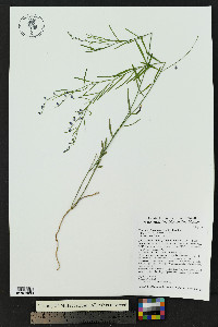 Hebecarpa barbeyana image