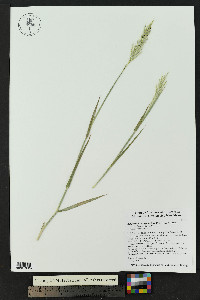 Bothriochloa laguroides image