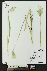 Bothriochloa barbinodis image