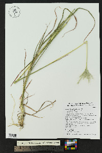 Bothriochloa barbinodis image