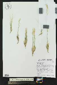 Scleropogon brevifolius image