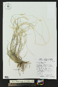 Hilaria mutica image