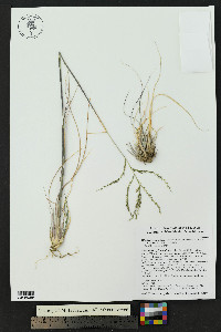 Disakisperma dubium image