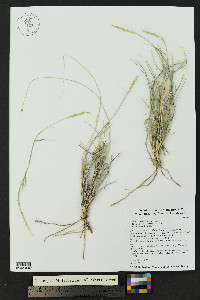 Hilaria mutica image