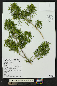 Choisya dumosa image