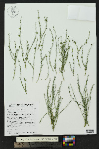 Thamnosma texanum image