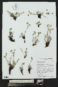 Potentilla concinna image