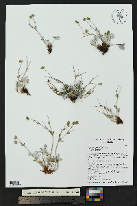 Potentilla concinna image