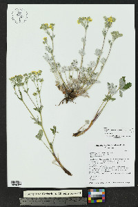 Potentilla gracilis image