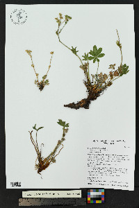 Potentilla townsendii image