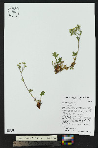 Potentilla townsendii image