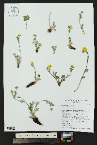 Potentilla rubricaulis image