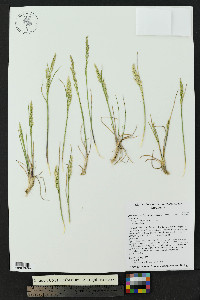 Poa arctica subsp. grayana image