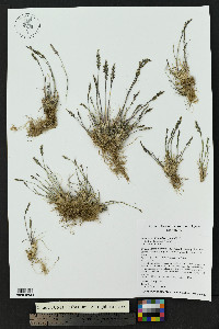 Poa glauca subsp. glauca image