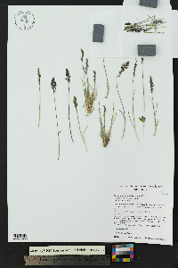 Poa glauca subsp. glauca image