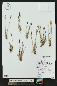 Poa glauca subsp. glauca image