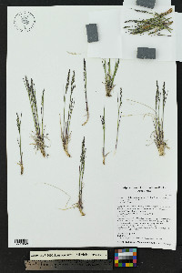 Poa arctica subsp. aperta image