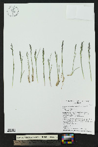 Poa glauca subsp. rupicola image