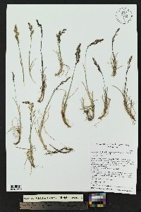 Poa arctica image
