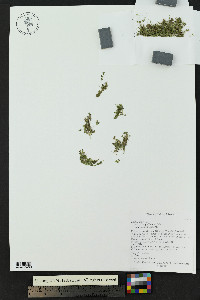 Lemna gibba image