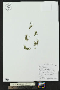 Lemna gibba image